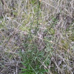 Xerochrysum viscosum (Sticky Everlasting) at Albury - 5 Aug 2021 by Darcy