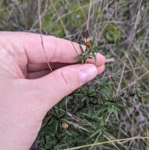 Xerochrysum viscosum at Table Top, NSW - 5 Aug 2021