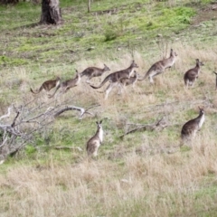 Macropus giganteus (Eastern Grey Kangaroo) at Red Light Hill Reserve - 5 Aug 2021 by PaulF