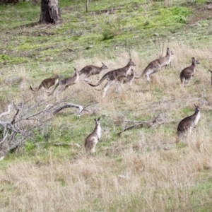 Macropus giganteus at Springdale Heights, NSW - 5 Aug 2021