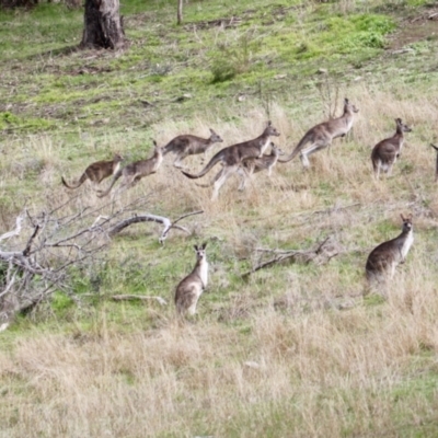 Macropus giganteus (Eastern Grey Kangaroo) at Springdale Heights, NSW - 5 Aug 2021 by PaulF