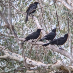 Corcorax melanorhamphos (White-winged Chough) at Bells TSR - 5 Aug 2021 by Darcy