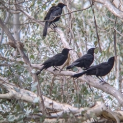 Corcorax melanorhamphos (White-winged Chough) at Albury - 5 Aug 2021 by Darcy