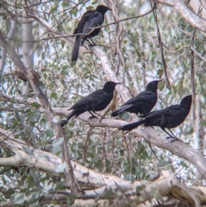 Corcorax melanorhamphos at Table Top, NSW - 5 Aug 2021 12:44 PM