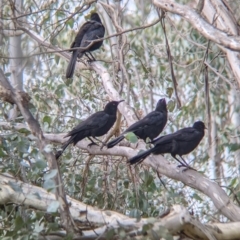 Corcorax melanorhamphos at Table Top, NSW - 5 Aug 2021 12:44 PM