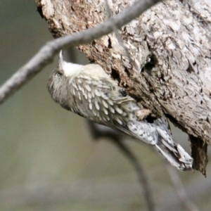 Cormobates leucophaea at Springdale Heights, NSW - 5 Aug 2021 01:00 PM