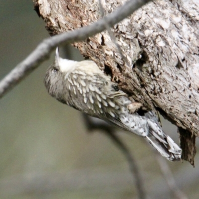 Cormobates leucophaea (White-throated Treecreeper) at Albury - 5 Aug 2021 by PaulF