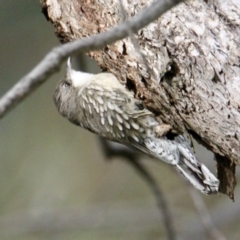 Cormobates leucophaea (White-throated Treecreeper) at Red Light Hill Reserve - 5 Aug 2021 by PaulF