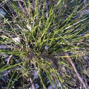 Lepidosperma laterale at Bruce, ACT - 5 Aug 2021