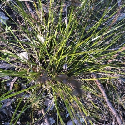 Lepidosperma laterale (Variable Sword Sedge) at Bruce Ridge to Gossan Hill - 5 Aug 2021 by Dora