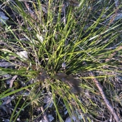 Lepidosperma laterale (Variable Sword Sedge) at Bruce, ACT - 5 Aug 2021 by Dora