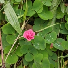 Oxalis purpurea (Large-flower Wood-sorrel) at Nail Can Hill - 5 Aug 2021 by Darcy