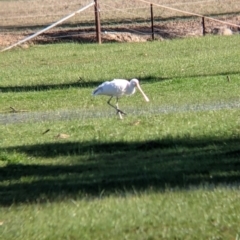 Platalea flavipes (Yellow-billed Spoonbill) at Wodonga - 2 Aug 2021 by Darcy
