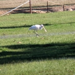 Platalea flavipes (Yellow-billed Spoonbill) at Barnawartha North, VIC - 2 Aug 2021 by Darcy