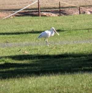 Platalea flavipes at Barnawartha North, VIC - 2 Aug 2021 02:05 PM