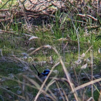 Malurus cyaneus (Superb Fairywren) at River Murray Reserve (West) - 2 Aug 2021 by Darcy