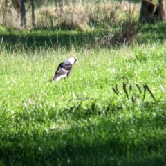 Gymnorhina tibicen (Australian Magpie) at Wodonga - 2 Aug 2021 by Darcy