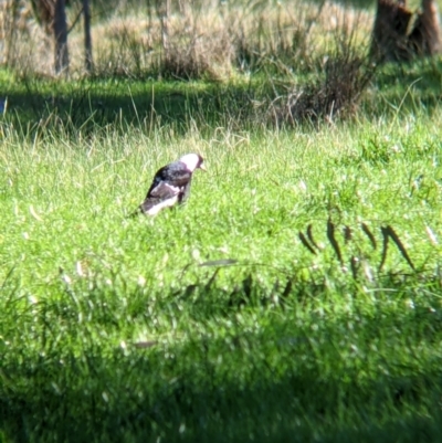 Gymnorhina tibicen (Australian Magpie) at Wodonga - 2 Aug 2021 by Darcy