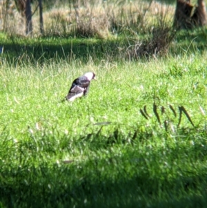 Gymnorhina tibicen at Barnawartha North, VIC - 2 Aug 2021