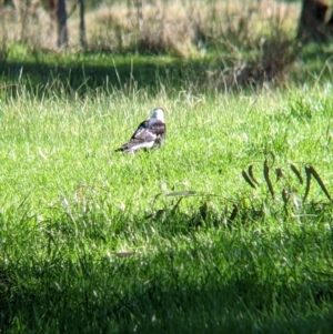 Gymnorhina tibicen at Barnawartha North, VIC - 2 Aug 2021