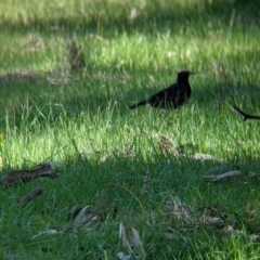 Corcorax melanorhamphos (White-winged Chough) at Wodonga - 2 Aug 2021 by Darcy