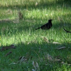 Corcorax melanorhamphos (White-winged Chough) at Barnawartha North, VIC - 2 Aug 2021 by Darcy