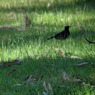 Corcorax melanorhamphos (White-winged Chough) at Wodonga - 2 Aug 2021 by Darcy