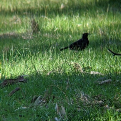 Corcorax melanorhamphos (White-winged Chough) at Barnawartha North, VIC - 2 Aug 2021 by Darcy