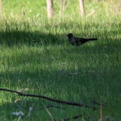 Corcorax melanorhamphos at Barnawartha North, VIC - 2 Aug 2021 02:28 PM