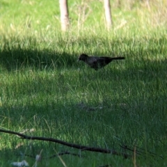 Corcorax melanorhamphos at Barnawartha North, VIC - 2 Aug 2021 02:28 PM