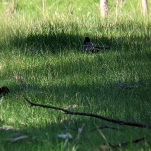 Corcorax melanorhamphos at Barnawartha North, VIC - 2 Aug 2021 02:28 PM