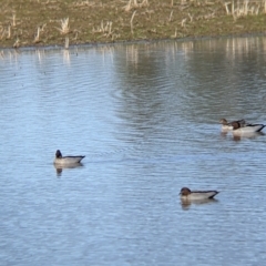 Chenonetta jubata (Australian Wood Duck) at Barnawartha North, VIC - 2 Aug 2021 by Darcy