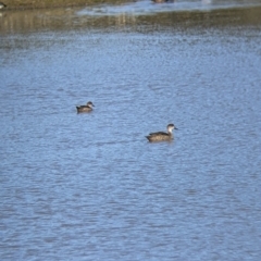 Anas gracilis (Grey Teal) at Wodonga - 2 Aug 2021 by Darcy