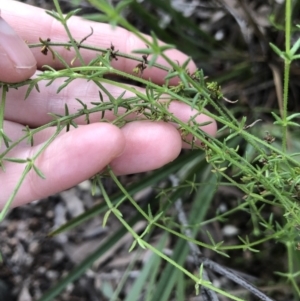 Galium gaudichaudii subsp. gaudichaudii at Bruce, ACT - 5 Aug 2021