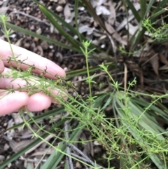 Galium gaudichaudii subsp. gaudichaudii at Bruce, ACT - 5 Aug 2021 04:17 PM