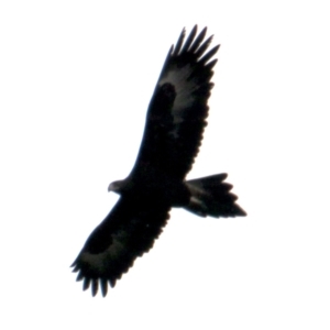 Aquila audax at Springdale Heights, NSW - 5 Aug 2021