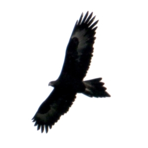 Aquila audax at Springdale Heights, NSW - 5 Aug 2021 01:31 PM