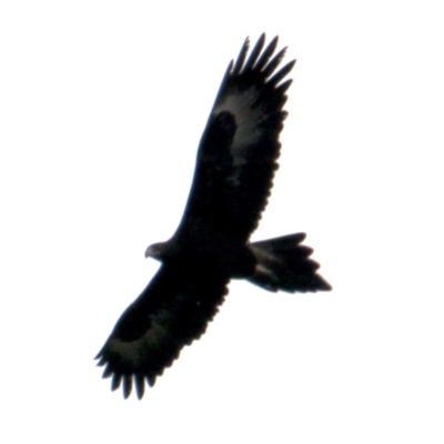 Aquila audax (Wedge-tailed Eagle) at Springdale Heights, NSW - 5 Aug 2021 by PaulF