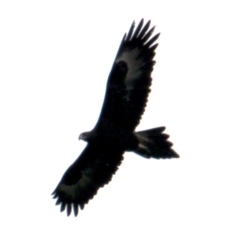 Aquila audax (Wedge-tailed Eagle) at Red Light Hill Reserve - 5 Aug 2021 by PaulF