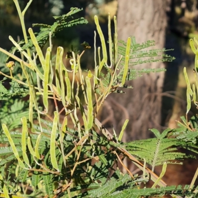 Acacia dealbata (Silver Wattle) at Isaacs Ridge and Nearby - 5 Aug 2021 by Mike