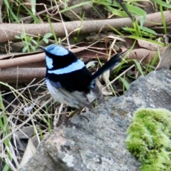 Malurus cyaneus (Superb Fairywren) at Red Light Hill Reserve - 5 Aug 2021 by PaulF