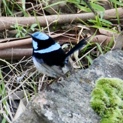 Malurus cyaneus (Superb Fairywren) at Red Light Hill Reserve - 5 Aug 2021 by PaulF