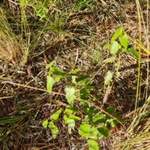 Pavonia hastata at Isaacs, ACT - 5 Aug 2021 03:31 PM