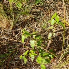 Pavonia hastata (Spearleaf Swampmallow) at Isaacs, ACT - 5 Aug 2021 by Mike