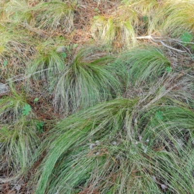 Nassella trichotoma (Serrated Tussock) at Isaacs, ACT - 5 Aug 2021 by Mike