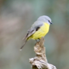 Eopsaltria australis (Eastern Yellow Robin) at Red Light Hill Reserve - 5 Aug 2021 by PaulF