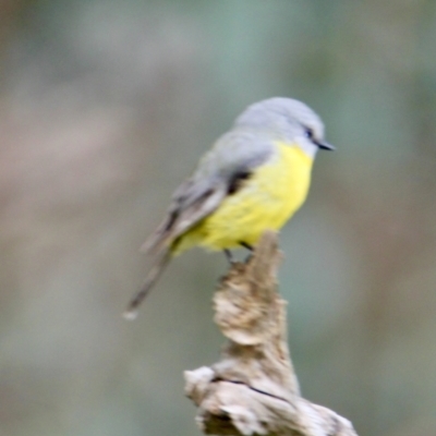 Eopsaltria australis (Eastern Yellow Robin) at Springdale Heights, NSW - 5 Aug 2021 by PaulF