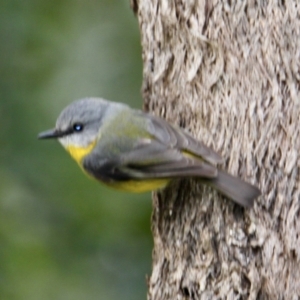 Eopsaltria australis at Springdale Heights, NSW - 5 Aug 2021 02:01 PM