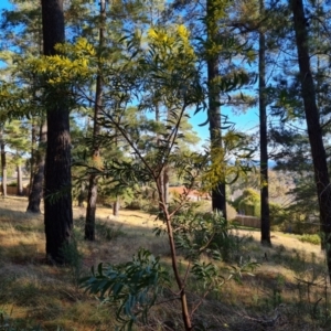 Acacia rubida at Isaacs, ACT - 5 Aug 2021