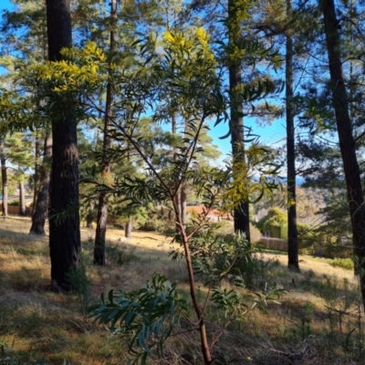 Acacia rubida (Red-stemmed Wattle, Red-leaved Wattle) at Isaacs Ridge and Nearby - 5 Aug 2021 by Mike